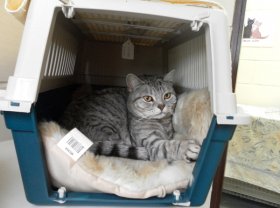 Terms and Conditions - Country Cats Cattery